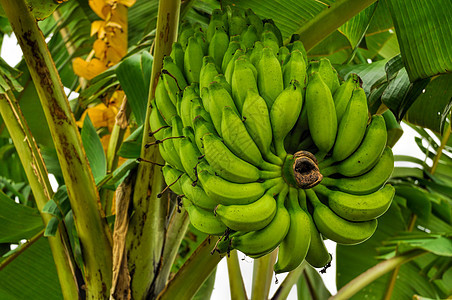 树上香蕉水果植物棕榈农场生长绿色图片