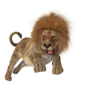 猎狮狮子女性打猎攻击国王荒野毛皮白色哺乳动物猎人跑步图片