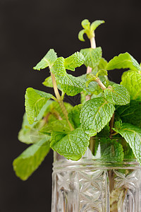 黑色背景的玻璃杯中新鲜薄荷植物香气木头食物香料蔬菜玻璃杯子树叶叶子图片