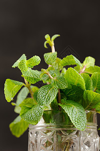 黑色背景的玻璃杯中新鲜薄荷香气香料草本植物食物杯子木头蔬菜玻璃草药植物图片