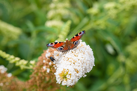 白花上的蝴蝶荒野宏观环境花园橙子翅膀自由荨麻疹龟甲昆虫图片