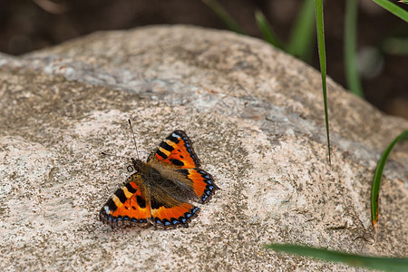 大岩石上的蝴蝶图片