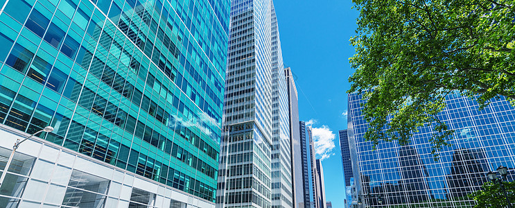曼哈顿有城市树木的摩天大楼 纽约建筑天空建筑物建筑学花园绿色都市天际办公室市中心图片