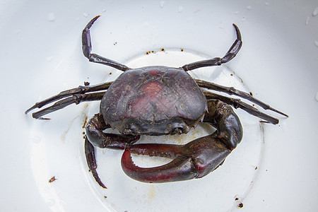 白碗中的黑紫蟹食物甲壳生物餐厅动物骨骼美食游泳贝类海洋图片