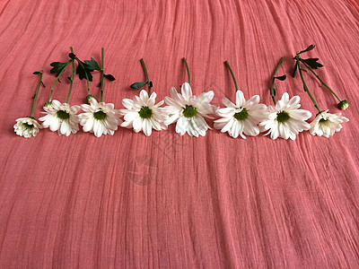 白菊花在鲑鱼色毯子上植物花瓣香味生长织物植物群雄蕊灯丝庆典柱头图片