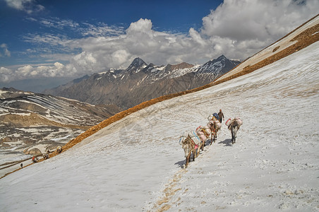喜马拉雅山的 Mules全景高度山峰风景峡谷干旱远足补给品骡子山脉图片