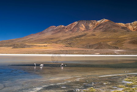 火烈鸟风景拉丁高度鸟类旅行山脉胜地沙漠旅游图片