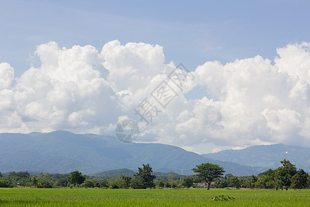 蓝天下有山地背景的绿稻田森林农场地平线天空食物农民季节风景粮食生产图片