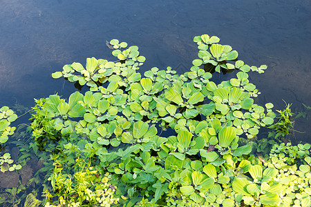 在环礁湖水上漂浮的鸭草池塘环境生态花园绿色浮萍水池叶子植物植物群图片