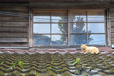 屋顶上有猫 满满了苔图片