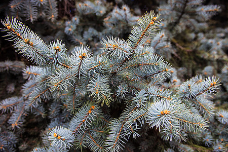 科罗拉多蓝宝石的分支叶子交易疗法树叶绿色植物针叶枝条香气植物群图片