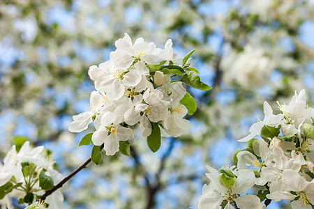 开花苹果树花园蓝色植物季节投标生长花期果树植物群小枝图片
