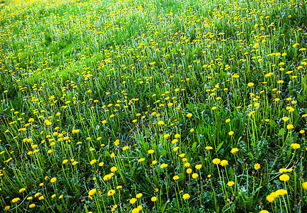 草地上有很多繁华的黄色花朵草本植物花期草原场地荒野野花国家植被花园草药图片