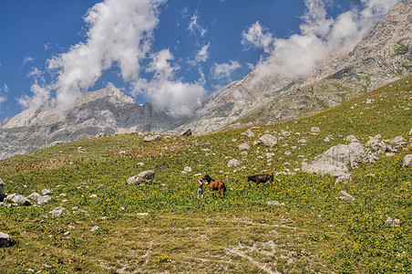 吉尔吉斯斯坦丘陵风景旅行牧羊人山峰山脉奶牛远足图片