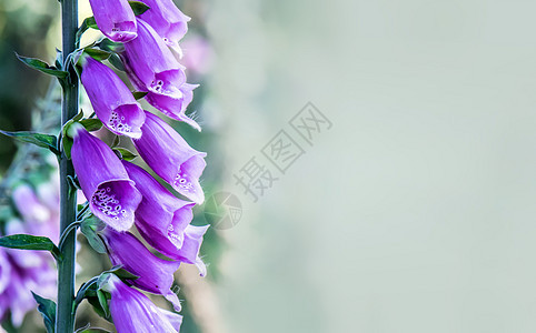 紫铃粉色脆弱性绿色季节花瓣花坛宏观紫丁香卡片植物图片