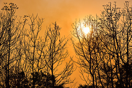 日落的死树荒野植物公园国家森林橙子金子树木麋鹿太阳图片