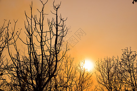日落的死树金子荒野麋鹿天空橙子公园森林树木阳光树干图片