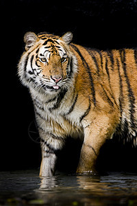 老虎食肉动物豹属愤怒哺乳动物野生动物丛林危险毛皮猫科图片