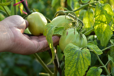 番茄农业叶子生长蔬菜园艺温室食物绿色红色植物图片