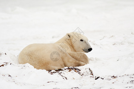 北极熊在雪中躺下背景图片