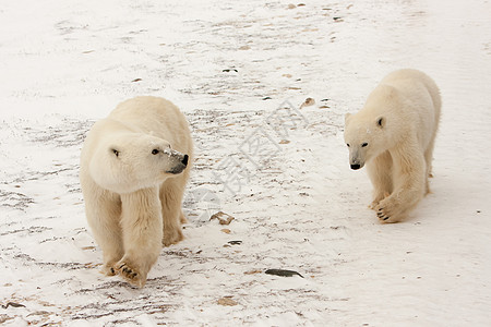 两只北极熊在雪中行走图片