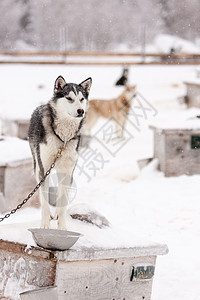 雪橇狗站在冬季狗屋屋顶上图片