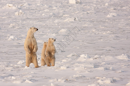 北极熊母熊和小熊站在后腿站立图片