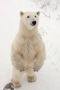 成年北极熊在后腿站立图片