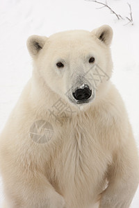 成年北极熊在后腿站立的近距离图片
