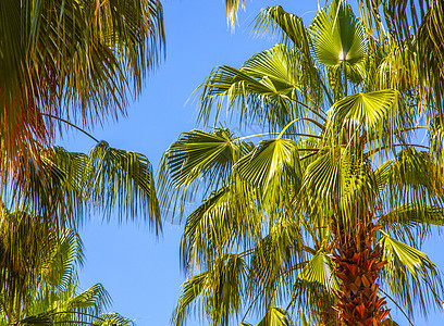 蓝天空背景上的棕榈树阳光海滩树干旅游旅行蓝色假期太阳季节椰子图片