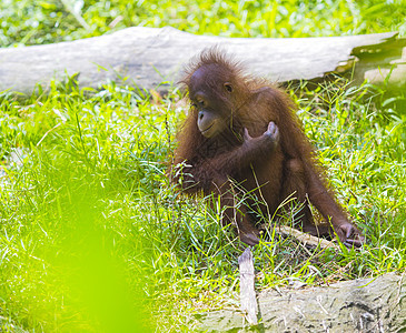 婴儿猩猩在树上摇摆 印度尼西亚婆罗洲野生动物幼兽橙子灵长类森林侏儒童年微笑少年动物图片