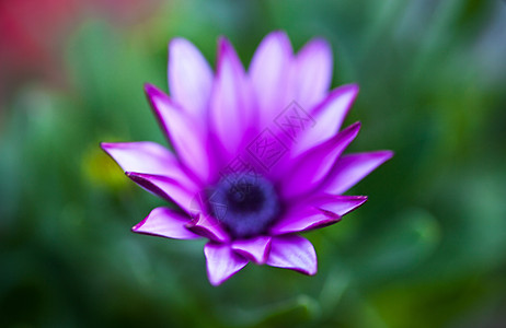 骨膜紫花花坛草原花粉植被季节国家草地荒野宏观花园图片