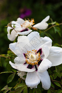 白马花花花坛草本园艺草药花园植物白色芍药紫色叶子图片