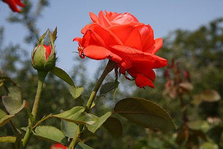 红玫瑰红色花园蔷薇植物学农业玫瑰图片