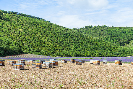 靠近熔化场的蜂巢薰衣草紫色农场农业食物场地盒子养蜂业蜂房蜜蜂图片
