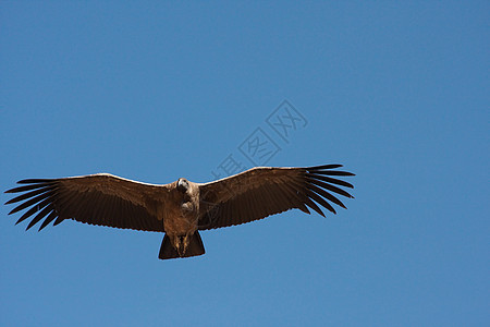 安第斯 Condor航班天空手表荒野峡谷旅游翼展野生动物水平翅膀图片