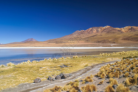 玻利维亚沙漠山脉旅游火烈鸟高度风景旅行拉丁胜地图片