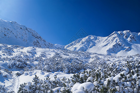 临冬晴天冷冻白色树木风景山峰山脉森林图片