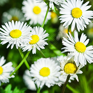 白米花田场景洋甘菊牧场农场生长农村雏菊花雏菊场地天堂图片