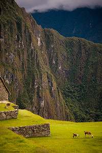 在秘鲁草草上放牧的阿尔帕亚斯图片