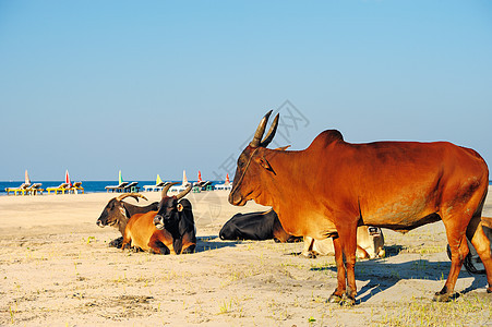 牛在沙滩上喇叭家畜海滩畜牧业哺乳动物动物群奶牛棕色海洋海岸线图片