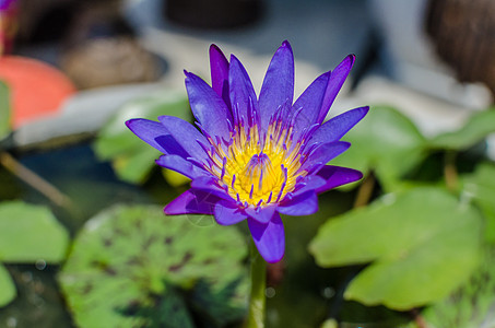 池塘中美丽的紫水或莲花花图片