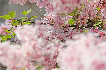 丁香花植物群衬套粉色花瓣叶子花园图片