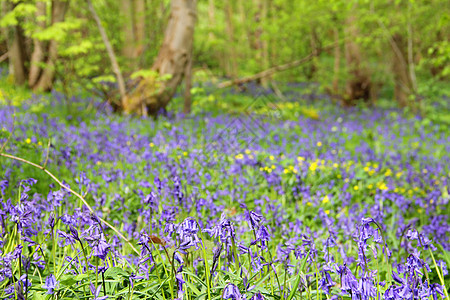 春林中的蓝铃花风铃地毯林地树木野花蓝色绿色木头乡村农村图片
