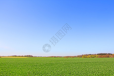 绿地和蓝天空森林风景爬坡蓝色牧场场地植物农场国家草地图片