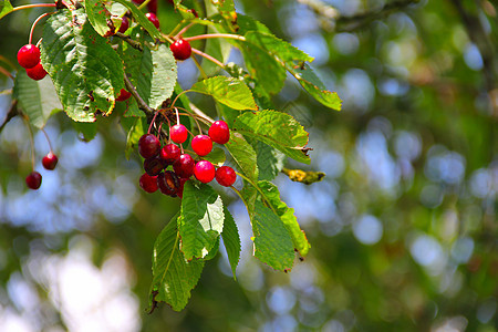 树上野熟的樱桃绿色红色花园农业水果荒野植物叶子食物图片