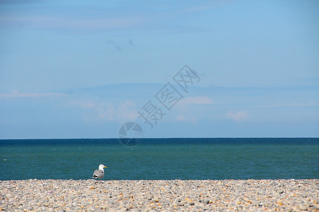 石子海滩上的海鸥卵石海鸟野生动物白色蓝色地平线海岸支撑天空海岸线图片