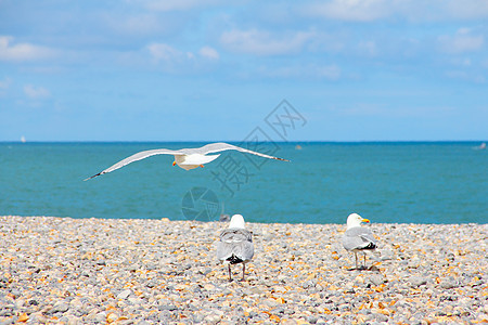 海鸥在石子海滩上飞行白色野生动物海洋卵石地平线蓝色海鸟海岸线支撑图片