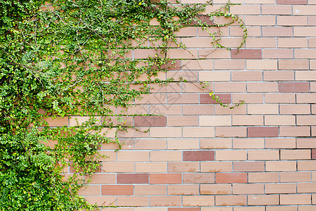新的春季绿叶树 在砖墙背景之上种植地平线天气框架公园草原农村土地牧场墙纸草本植物图片
