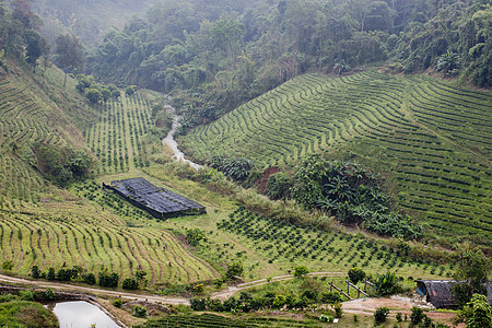 绿色茶叶种植园景观植物商品收获农业天气高地场地农村国家农田图片